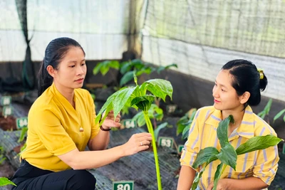 Võ Thị Thùy Ngân-Người đam mê bảo tồn, nhân giống cây dược liệu quý