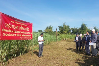 Chư Sê tổng kết cuối vụ mô hình trồng cỏ cao lương