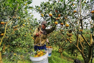 Xuất khẩu chuyến hàng cam Cao Phong đầu tiên sang thị trường Anh