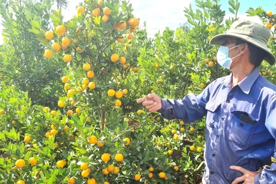 Quất cảnh vào mùa