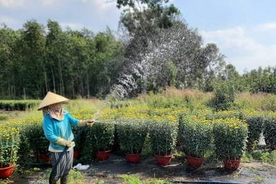 Nông dân thắng đậm mùa hoa cúc bán sạch trước tết, đặt hàng sẵn cho năm sau  