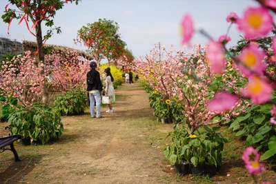 Du lịch TP. Hồ Chí Minh tăng tour, tuyến về đêm dịp Tết Nguyên đán