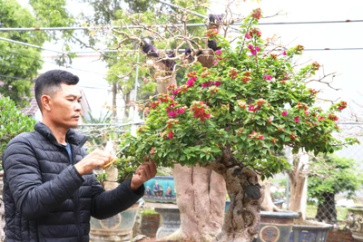 Hoa giấy bonsai rực rỡ đón xuân