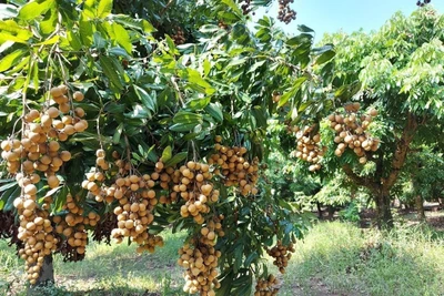 Quả nhãn tươi Việt Nam vào Nhật Bản: Mừng nhưng không chủ quan