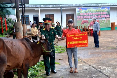 Binh đoàn 15: Hỗ trợ bò sinh sản cho hộ nghèo