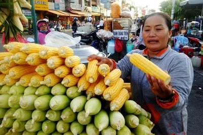 Bắp luộc bán hơn 600trái/ngày khiến Việt kiều tìm đến: 'Tôi bán đến khi chết!'