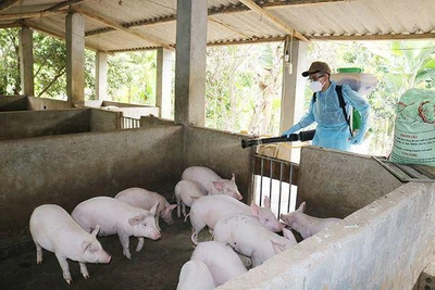 Ayun Pa phòng ngừa dịch tả heo châu Phi