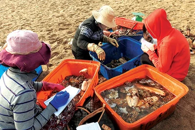 Đáng ngại: Săn bắt vô tội vạ, "sâm đại dương" ngày càng khan hiếm