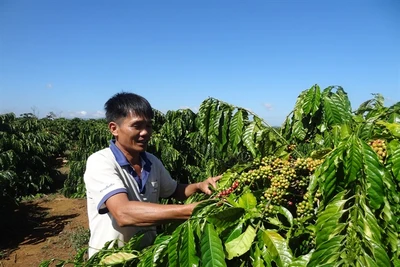 Giá cà phê tăng mạnh trở lại