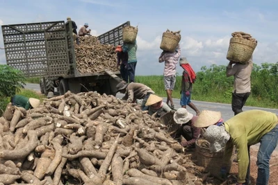 Trung Quốc dựng rào siết chặt, thế mạnh tỷ USD Việt Nam lao đao