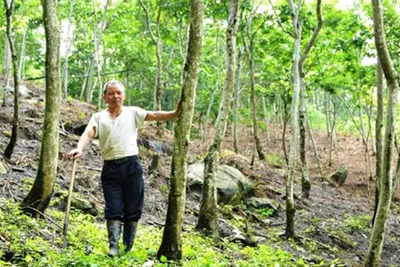 Tỷ phú sưa đỏ người Dao