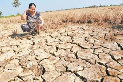 Việt Nam có trên 10 triệu ha đất đang có nguy cơ bị suy thoái