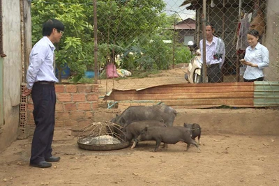 Cựu chiến binh Đặng Văn Hăng: Làm giàu từ mô hình đa canh, đa con