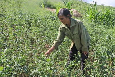 Kbang tập trung phòng trừ bệnh khảm lá đậu