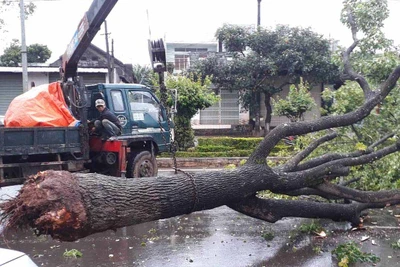 TP.Pleiku: Cây xanh bật gốc chắn ngang đường Trường Chinh