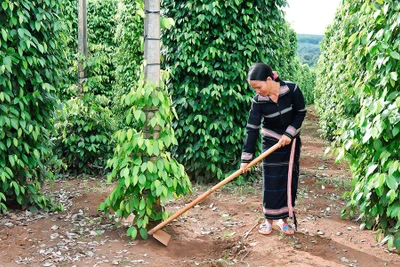 Gỡ khó cho người trồng hồ tiêu