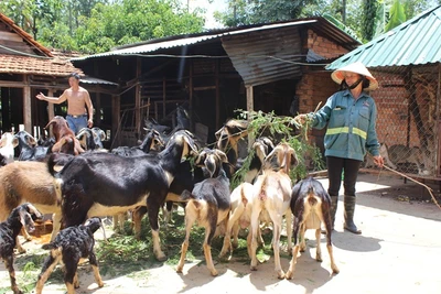 Rời quê vào Tây Nguyên lập nghiệp, từ tay trắng phất lên nhờ nuôi dê