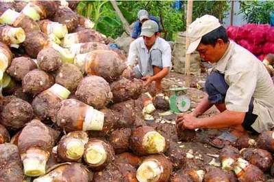 Nghèo khó trên đất đai phì nhiêu