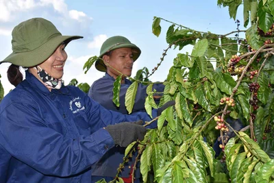 Công ty Cà phê Ia Sao 2: Chủ động tìm hướng phát triển bền vững