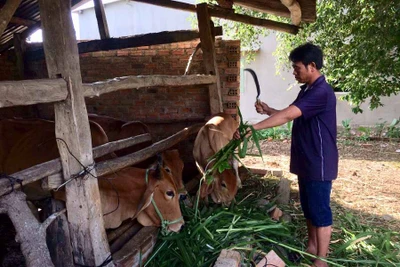 Đak Pơ: Lai tạo đàn bò giúp nâng cao thu nhập