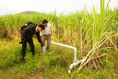 Phú Thiện: Cánh đồng mía lớn gặp khó