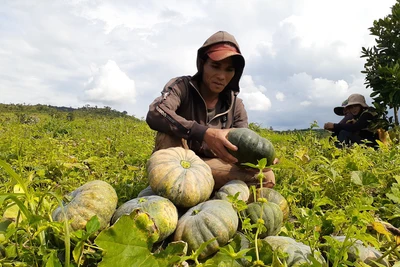 Bí đỏ mất mùa, rớt giá thảm hại chưa tới 3.500 đồng/kg