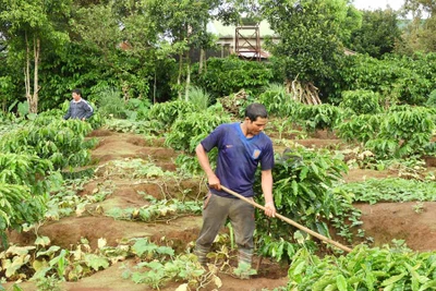 Sôi nổi phong trào nông dân huyện Ia Grai thi đua sản xuất, kinh doanh giỏi