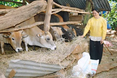 Gia Lai: Triển khai phòng-chống dịch bệnh động vật