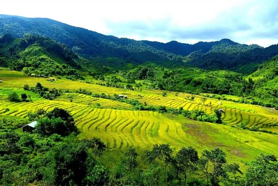 Mê mẩn trước vẻ đẹp hoang sơ ở vùng cao Quảng Nam khi vào thu