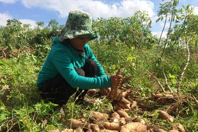 Đak Pơ: Mất mùa mì