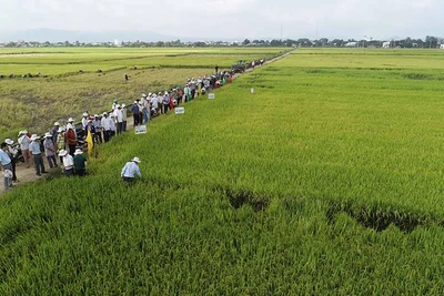 Thương hiệu "Gạo Phú Thiện": Giấc mơ đang thành hiện thực