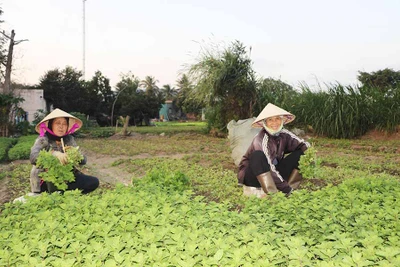 Xây dựng nhãn hiệu chứng nhận rau An Sơn-Đak Pơ: Tăng sức cạnh tranh