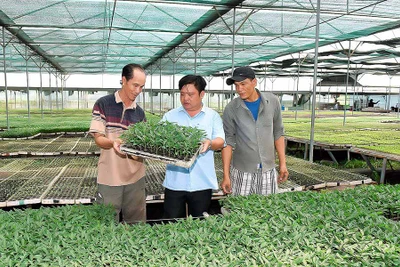 Gia Lai-Đà Nẵng: Hợp tác sản xuất, cung ứng rau quả an toàn