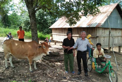 Tặng bò giống sinh sản cho người nghèo khuyết tật huyện Kông Chro