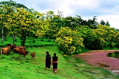 Ngày hội Hoa muồng vàng tại Gia Lai: Quảng bá văn hóa và sản phẩm đặc trưng