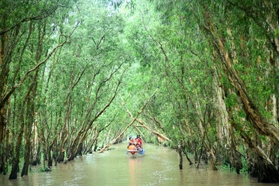 Mê mẩn Trà Sư mùa nước nổi