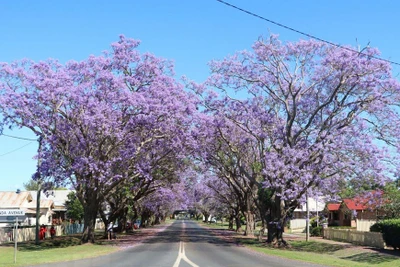 Australia: Rực rỡ mùa hoa phượng tím tại thị trấn Grafton