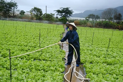 Mưa lớn, thủy điện xả lũ khiến 355 ha rau màu bị ngập úng