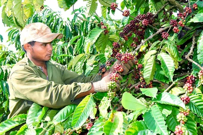 Mùa thu hoạch cà phê ở Gia Lai: Năng suất giảm, giá nhân công tăng cao