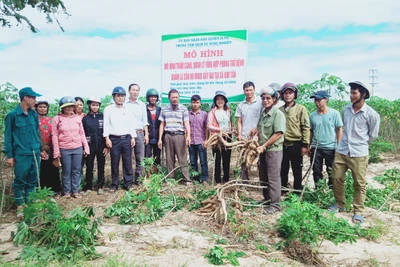 Ia Pa: Hội thảo mô hình quản lý tổng hợp phòng trừ bệnh khảm lá mì