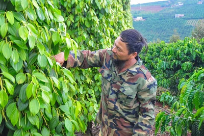 Giá tiêu đang trên đà tăng trở lại, giá tiêu cao nhất đang ở mức này