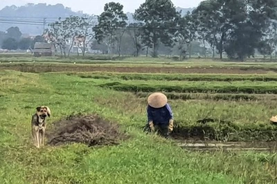 Mẹ tôi và mưa theo chiều thẳng đứng