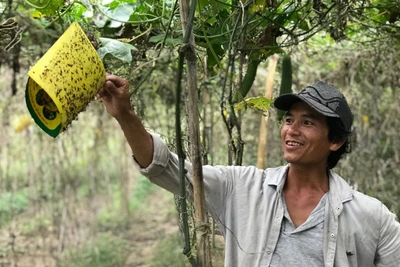 Lâm Đồng: Trồng mướp hương lúc nào bán cũng "cháy hàng", cả làng khá giả