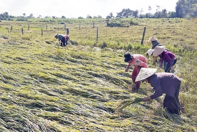 Gia Lai khẩn trương khôi phục sản xuất nông nghiệp sau bão