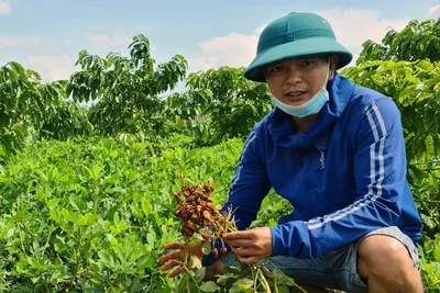 Liên kết trồng đậu phộng Thái: Hướng đi triển vọng