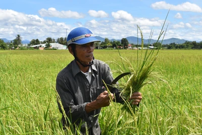 Kon Tum: Ở nơi này, nông dân thành phố khốn đốn với thứ lúa ma, có ruộng lúa phải cắt về cho bò ăn chơi