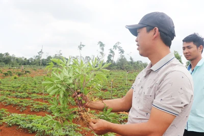 Kbang: Hợp tác xã nỗ lực tìm cơ hội phát triển