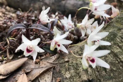 Tìm thấy giống lan Hoàng Thảo Thạch Hộc Tía chưa từng có, mũi và 5 cánh của hoa trắng như tuyết