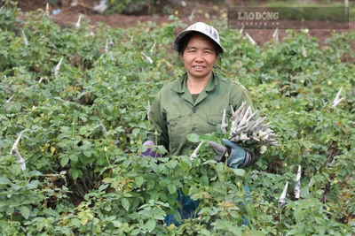 Nhộn nhịp làng hoa "Tây Tựu" trước ngày 20.11