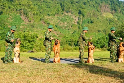 Quân khuyển biên phòng lên rừng, xuống biển